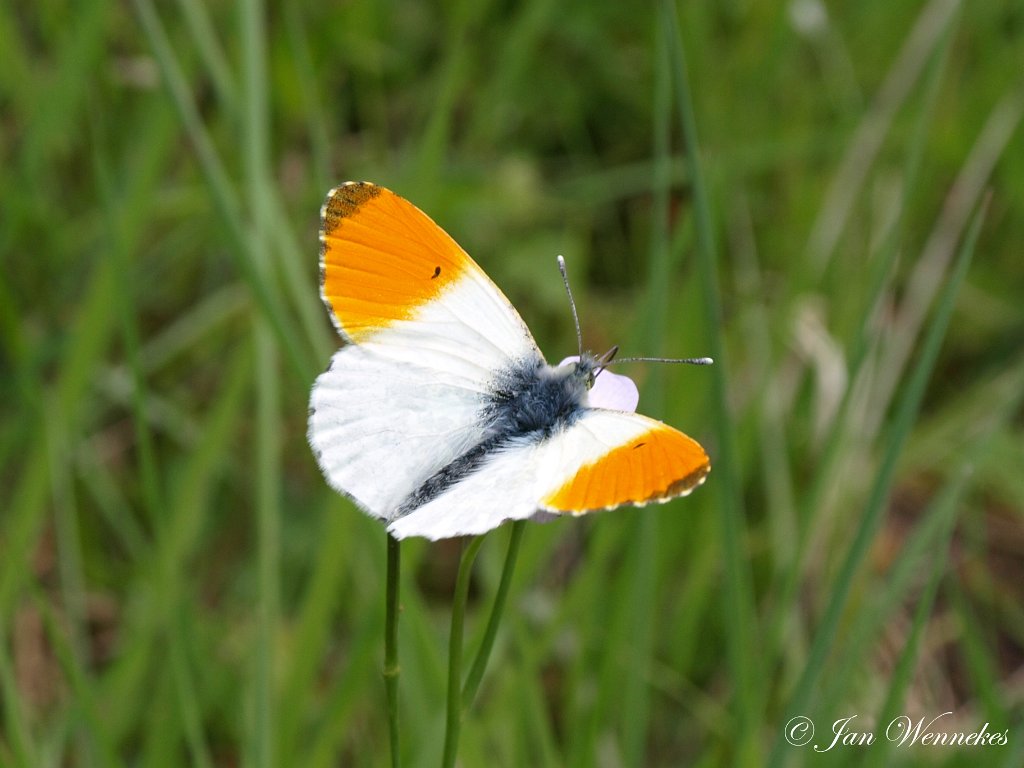 Oranjetipje, Anthocharis cardamines1.jpg